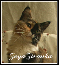 Zoya Zivanka